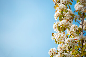 White flowers bloom in the trees. Spring landscape with blooming sakura tree. Beautiful blooming garden on a sunny day. Copy space for text.