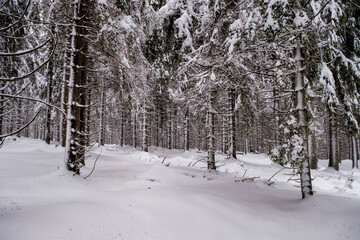 Spruce Tree Forest Covered by Snow in Winter. Picturesque view of snow-capped spruces on a frosty day. Germany.