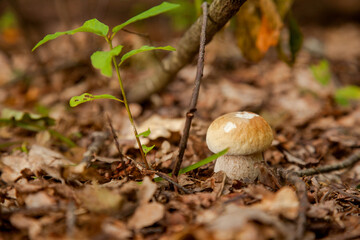 Single Boletus mushroom in the wild. Porcini mushroom grows on the forest floor at autumn season..