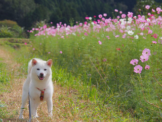 コスモス畑の柴犬