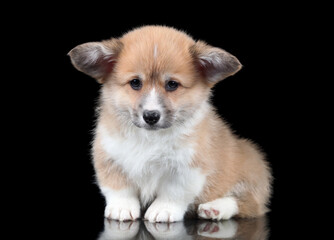 Cute little pembroke welsh corgi puppy on black background