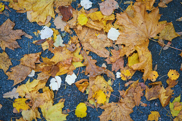 Carpet of autumn leaves underfoot. Concept of golden fall.