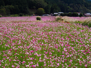 Fototapeta premium コスモス畑とススキの秋の風景