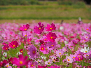 秋桜畑のコスモス