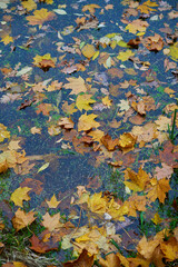 Lakeside strewn with fallen leaves. Concept of golden fall.