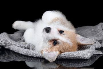Cute playful pembroke welsh corgi puppy