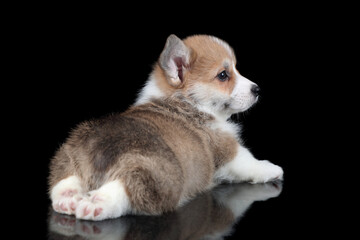 Cute little pembroke welsh corgi puppy on black background