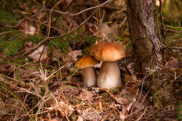 Two porcini mushrooms growing in pine tree forest at autumn season..