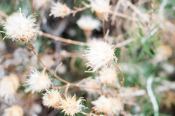 Dry thistle stalks on a dried grass background
