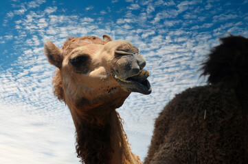 The expression on the camel's face when it's taken up close