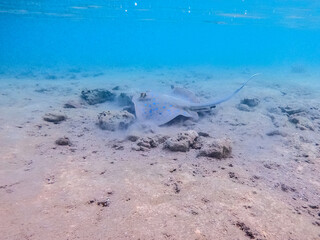 Blue spotted Stingray (Taeniura Lymma) on sand at coral reef..