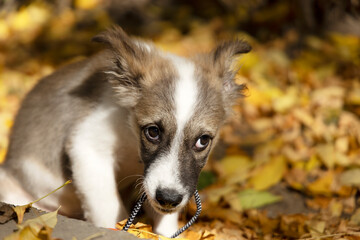 A small puppy with a guilty look in a fallen leaf.