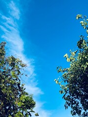 tree in the sky