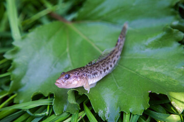 Close up view of freshwater bullhead fish or round goby fish just taken from the water on big green leaf..