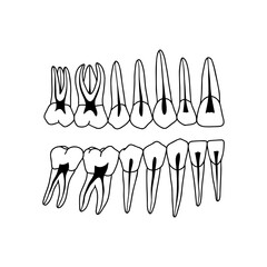 Cross-section of human teeth showing nerves. Outline, anatomical, hand drawn illustration on white background. Vector Stock.