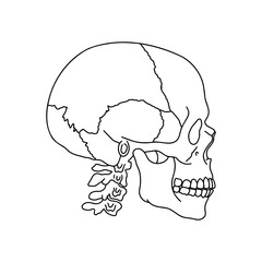 A human skull and spine, drawn by lines on white background. Vector Stock illustration.