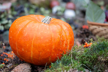Large orange pumpkin on a green plant background.