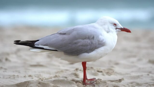 Common silver gull, chroicocephalus novaehollandiae perched on the sandy beach on a windy day at the coastal environment, Gold coast, Queensland, Australia.