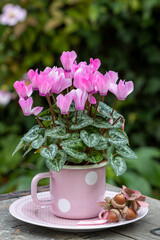 pink Alpenveilchen in vintage Emaille-Tasse im Garten