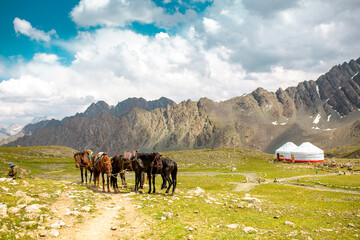 Harnessed horses stand in the mountains, waiting for tourists for a horseback ride. Hiking...