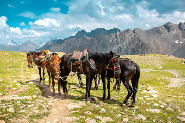 Harnessed horses stand in the mountains, waiting for tourists for a horseback ride. Hiking horseback riding in nature.