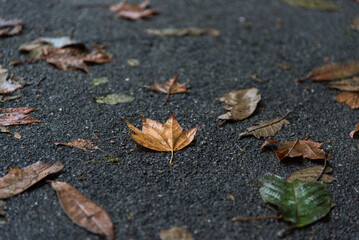 Fallen autumn leaves on the ground. Close up, selective focus.