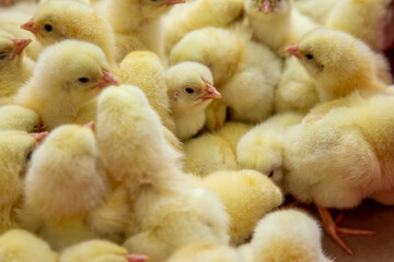 young yellow chicks in industrial breeding farm