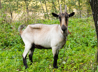 Naklejka na ściany i meble Goat grazing in the meadow