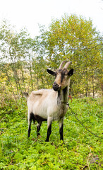 Naklejka na ściany i meble Goat grazing in the meadow