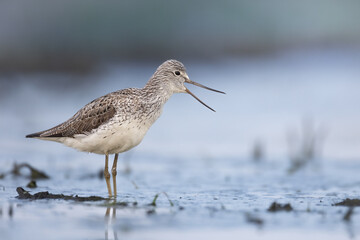 Shorebird Greenshank  Tringa nebularia bird with long beak, standing in the mud, blurred background, migratory bird, summer in Poland, Europe