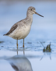 Shorebird Greenshank  Tringa nebularia bird with long beak, standing in the mud, blurred background, migratory bird