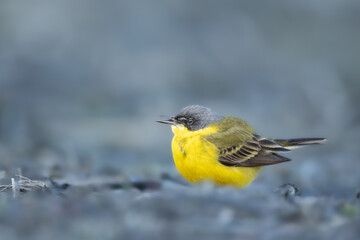 Small bird Yellow Wagtail walking on the moody ground male Motacilla flava	