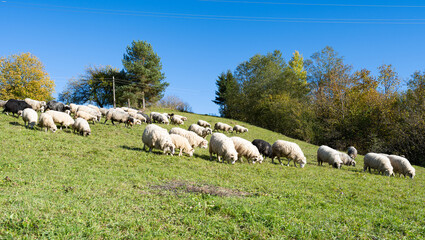 Obraz premium Sheep graze in the meadow