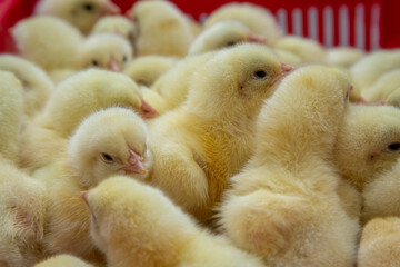 young yellow chicks in industrial breeding farm