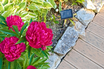 Ornamental plants for garden decoration. Red peonies and walkways. A place for rest and relaxation. Patio decoration