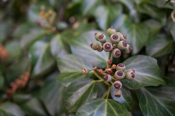 黒っぽくなったキヅタ（Hedera rhombea）実と葉【ウコギ科】／日本埼玉県・12月