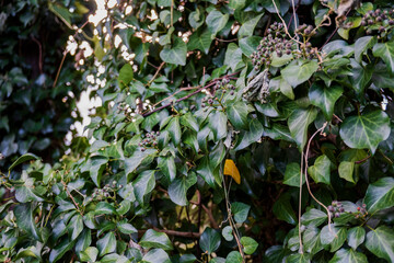 キヅタ（Hedera rhombea）の実と葉【蔓性・ウコギ科】／日本埼玉県・12月
