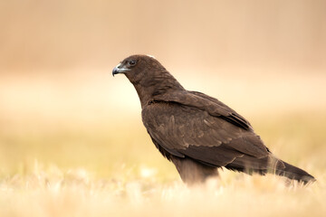 Birds of prey Marsh harrier Circus aeruginosus, hunting time Poland Europe