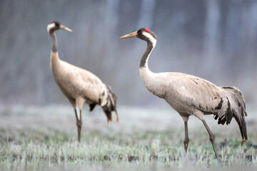 Obraz premium Wild common crane, grus grus, walking on hay field in spring nature. Large feathered bird landing on meadow from side view. Animal wildlife in wilderness