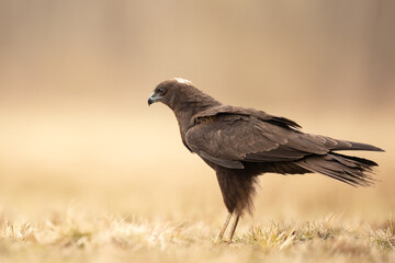 Birds of prey Marsh harrier Circus aeruginosus, hunting time Poland Europe