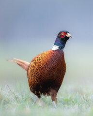Common pheasant Phasianus colchius Ring-necked pheasant in natural habitat, grassland in early winter