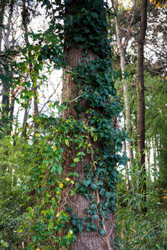 幹の左はアオツヅラフジ（Cocculus trilobus）右はキヅタ（Hedera rhombea）が実を付けて這う風景／12月
