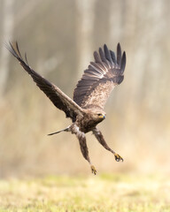 Birds of prey - Lesser Spotted Eagle Aquila pomarina , hunting time, flying bird