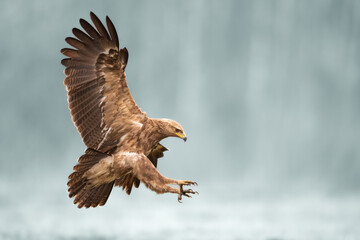 Birds of prey - Lesser Spotted Eagle Aquila pomarina , hunting time, flying bird