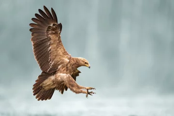 Foto op Plexiglas Birds of prey - Lesser Spotted Eagle Aquila pomarina , hunting time, flying bird © Marcin Perkowski