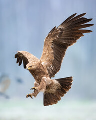 Birds of prey - Lesser Spotted Eagle Aquila pomarina , hunting time, flying bird
