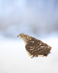 Birds of prey Goshawk Accipiter gentilis juvenile bird hunting time Poland Europe bird walking on the ground snowy winter time	