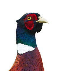 head Common pheasant Phasianus colchicus Ring-necked pheasant isolated on white background close-up