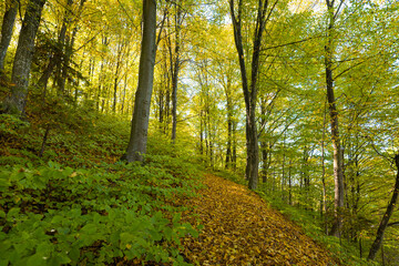 Landscape of autumn forest on a sunny day