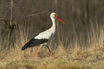 white stork Ciconia ciconia walking among green meadow Poland Europe